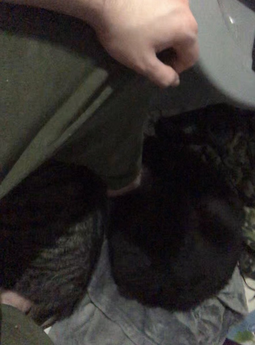 WinterrKnight's tweet photo. Once more, with Extra Serotonin #WintersBeasts #CatsOfTwitter Elijah & Rocky cuddling around my feet & grabbing da cute kitty butt π€£ https://t.co/w44Yex3U40
