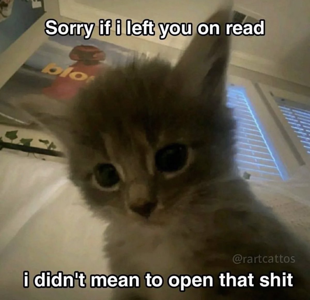 literallymecats's tweet photo. https://t.co/uHH3tVn8VH