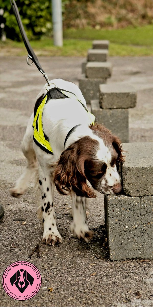 #nationalstorytellingweek
Explosive Search Dog handler PC Jackson & PD Bailey based in London in 2008. 
PD Bailey was a stray dog taken on by British Transport Police  in Scotland. Bailey worked in Glasgow before coming down to PC Jackson in 2008. 1/2
