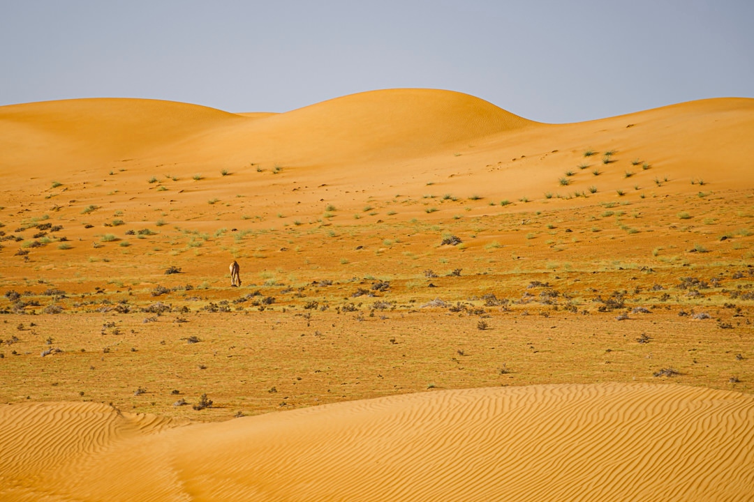 Kelly_Photograp's tweet photo. Throwback to my trip to Oman in autumn last year. Loved being in the desert, no connection at all with the outside world, a social detox of 24h. By the way: can you spot the camel in the shot? ⁠
#visitoman #travel #reisfotografie #middleeast #wahibasands #desert #belgianshooters https://t.co/GWP1JBMwGY