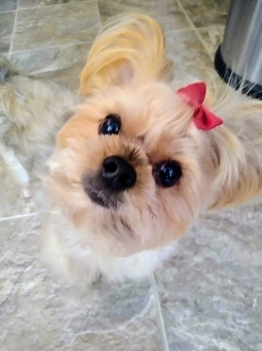 bchristilynn's tweet image. We wish everyone a lovely Saturday filled with lots of love, happiness and of course snacks 🙂
XO-Cooper and Mommy 🤍
🐾🐾🐾🐾
#DogsOnTwitter #DogsofTwittter