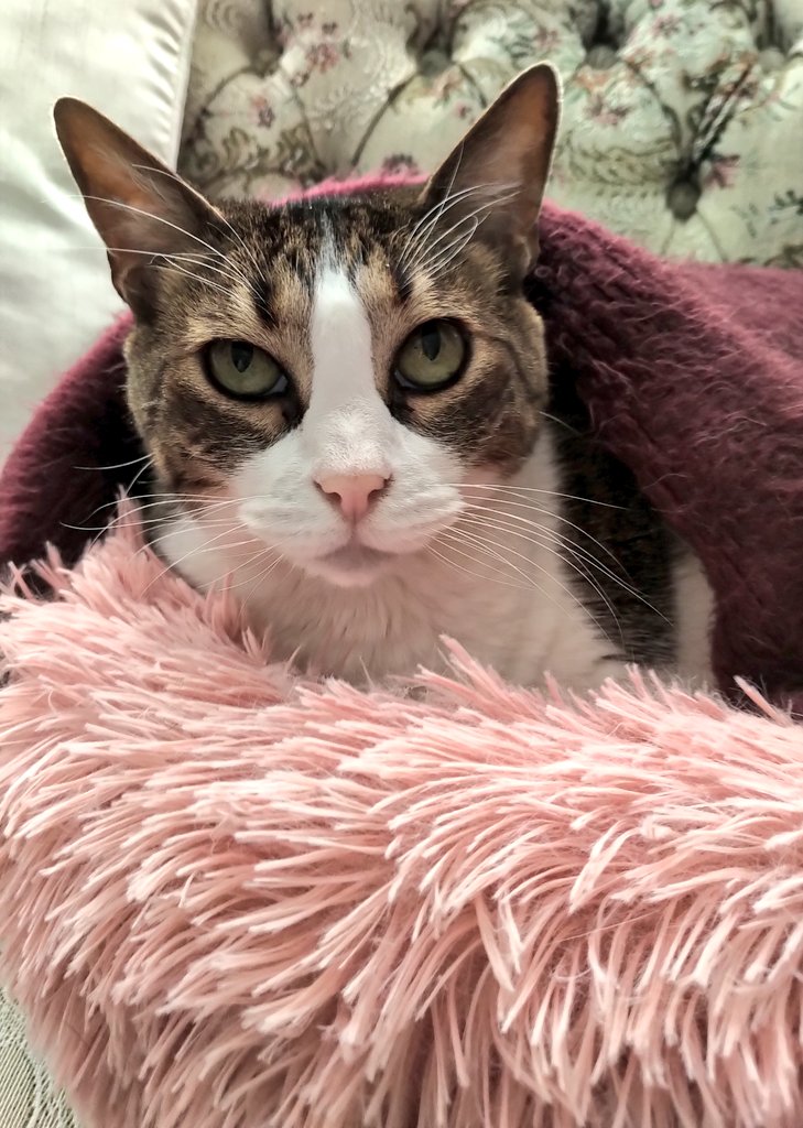 Staying warm on this frigid #Caturday #gatos #CatsofTwittter #ExtremeCold