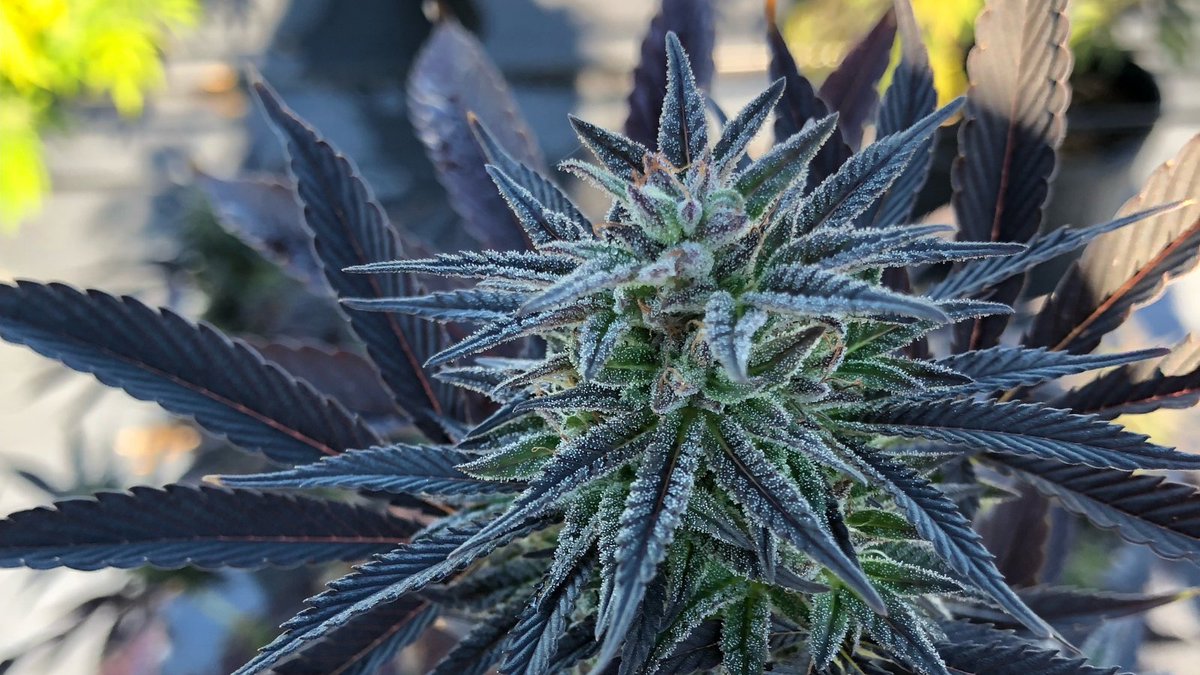 The_GramCo's tweet photo. We celebrate hemp 365 days a year.  #NationalHempDay. 
Photo capture from our hemp source, @GreenPointRsrch. Do you know your source? You should.
#HempDay #NationalHempDay #Agriculture #LiveElevated #GreenPointHemp #Hemp #Floridahemp #420Life https://t.co/cciY49YcmC