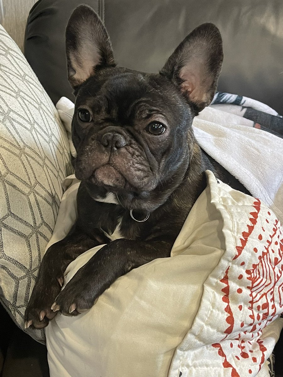 Crazy how sweet and innocent she looks in this photo. 

She is a little sweetheart. She is also cute as all get out… And knows it. 

@French_Bulldog_ @shopFBL @Frenchie_Owners #frenchbulldogs #frenchie #frenchielover