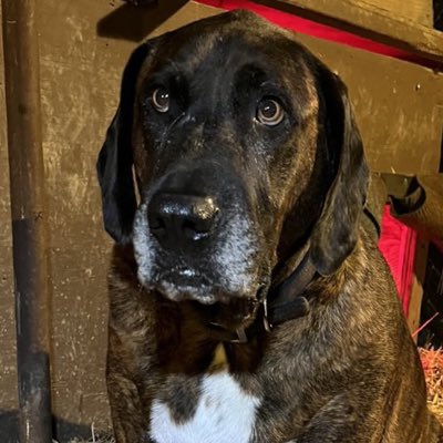 I will have my brother in Heaven Roy's handsome picture up the whole month of February. Daddy and I are sad we lost him to cancer. Daddy's mom die of cancer too so we took it a bit more personal. Roy was a wonderful boy and was so happy to the end. God bless you. 🙏#NewProfilePic