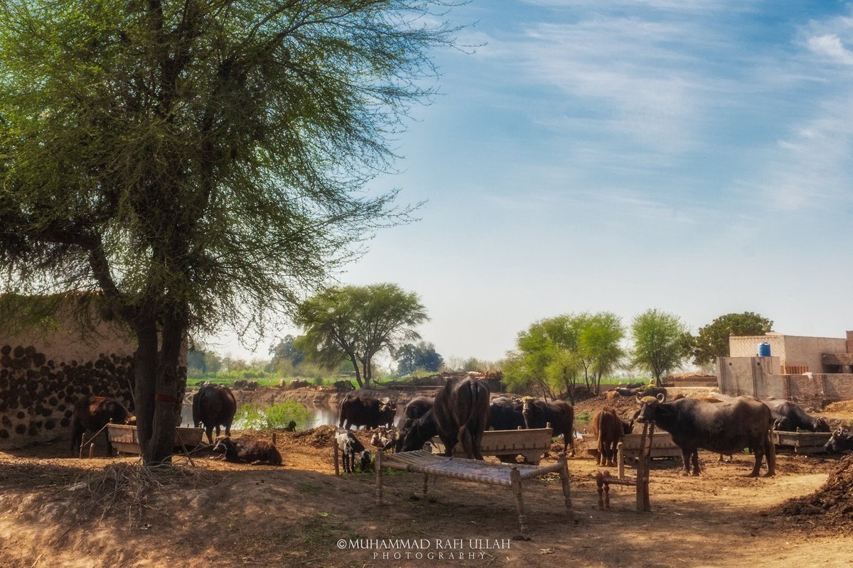 Muhammad Rafi Ullah Photography tweet media
