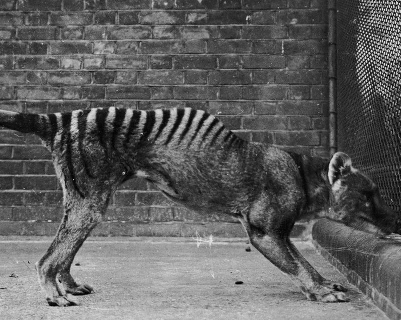 FisRandomImages's tweet photo. the Thylacine or Tasmanian tiger, a carnivorous marsupial believed to have gone extinct in 1936 roamed throughout Australia, Tasmania, and New Guinea. A very interesting creature for sure. https://t.co/ez9A8sNjMe