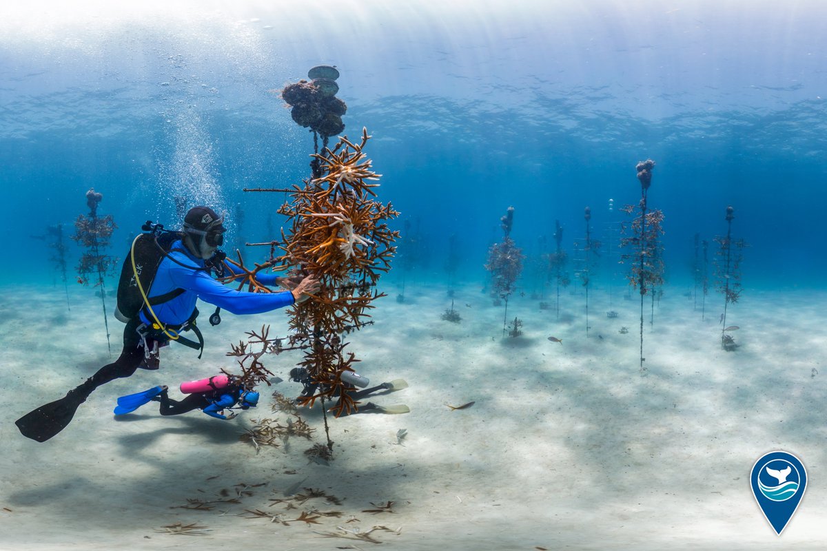 @Sanctuaries are engaged in a wide variety of climate adaptation actions. These actions enhance the ability of the nation’s critical marine resources and special ocean places to continue to thrive in a changing ocean. #ClimateChange

📸: XL Catlin Seaview Survey/The Ocean Agency