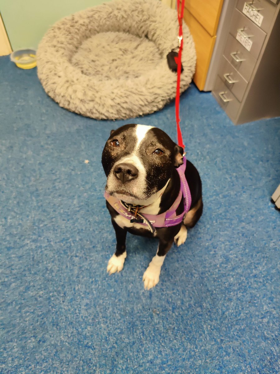 Day 1 of the Road Marching Team Leader course <a href="/WideopenATC/">861 (Wideopen) Sqn</a> ✅

Tomorrow will be our 15km walk! Here's a little Luna, loving the attention 🐶