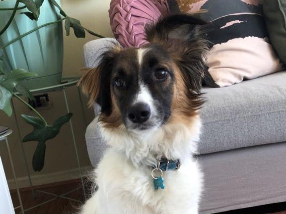 LalyPierola's tweet photo. #SeBusca JUNI lleva 1 mes fuera de la casa y ❤️ NO PERDEMOS LA ESPERANZA.Podría estar en cualquier comuna de la RM.
Si lo ven,¡reténgalo y contáctenos!
¿CÓMO ES JUNI? Cuerpo blanco y su cara es café con negro. Su lomo tiene una mancha café casi a la altura de la cola. Es mediano. https://t.co/xxYdbOIgGW