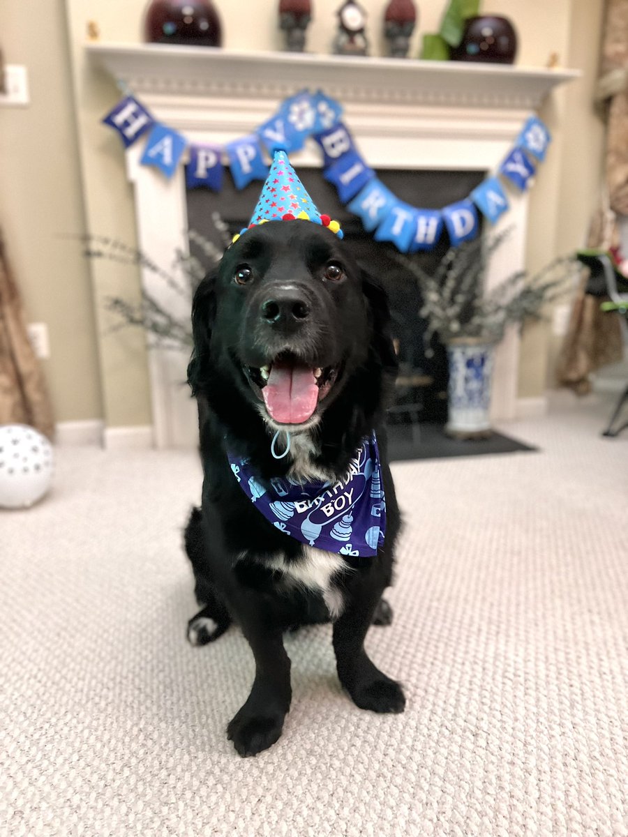 iARsoSilly's tweet photo. i love my dog so much 😭🥹 https://t.co/SpJndRGQCE