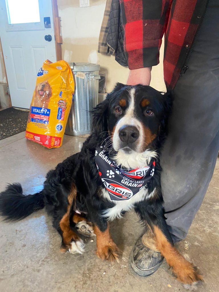 TStevensonAgris's tweet photo. Just a mum & one of her pups! 4 little floofs left looking for their fur-ever homes🤍 if you need an endless amount of cuteness added to your life, let me know! #dogsofagris #doghoodofthetravellingbandana @agris_coop @greatlakesgrain https://t.co/8r7uC1xoxk