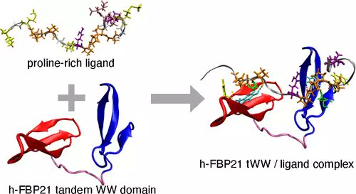 JCIM_JCTC's tweet photo. Target Recognition in Tandem WW Domains: Complex Structures for Parallel and Antiparallel Ligand Orientation in h-FBP21 Tandem WW #drugdesign #drugdiscovery
https://t.co/BuKlst9a3A
@WenzMarius @GjorgjevikjDani @BettinaGKeller
#vol62 #issue24 #JCIM #compchem https://t.co/Y5nusgEgas