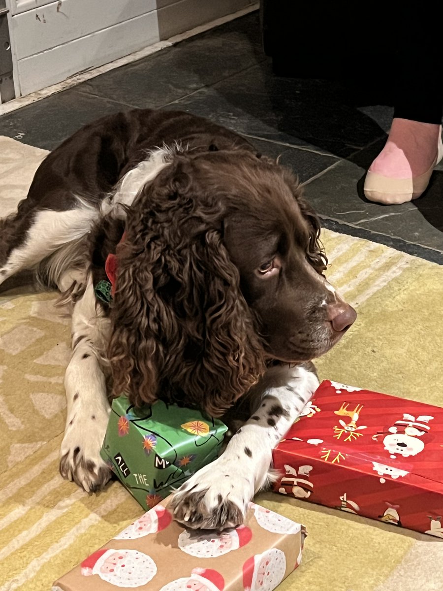 Paws off my presents! #springer #spaniel #springerspaniel
