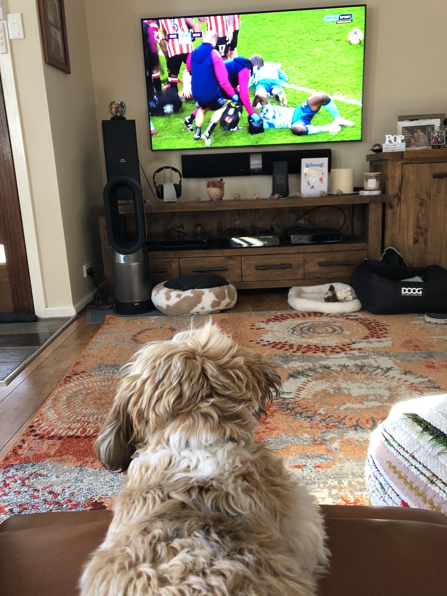 newietraveller's tweet photo. Sunday morning is for watching overnight games with ‘Dad’ from @premierleague on @OptusSport #Cooper #football #EPL #OptusSports #sundayvibes #puppytraining https://t.co/56pduczGk2
