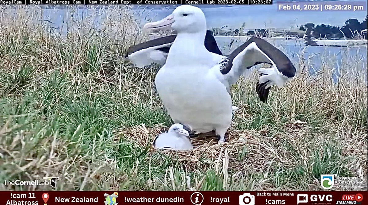 Royal Albatross mom and little one, live on
#GVC @GlobalVideoCo #royalalbatross #cornellLabs 
youtube.com/live/uia6YUI_X…