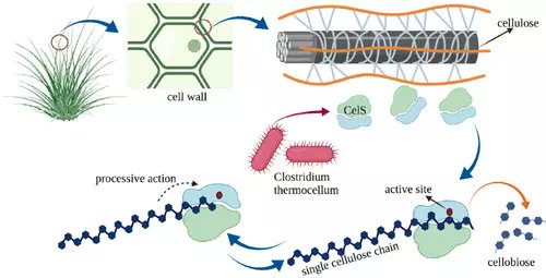 JCIM_JCTC's tweet photo. CelS-Catalyzed Processive #Cellulose Degradation and Cellobiose Extraction for the Production of Bioethanol #Carbohydrates #moleculardynamics
https://t.co/7OpTLnjQQF
@SreeKavyaP
#vol62 #issue24 #JCIM #compchem https://t.co/Taewms8lYq