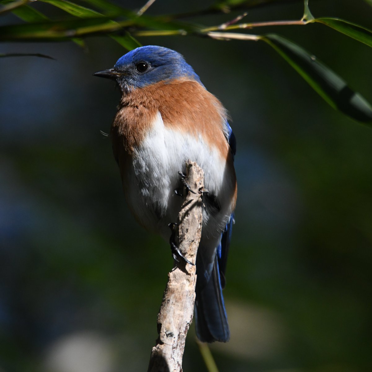 The Bluebird Lives!

#birds #animals #animalphotography #nikonphotography #nikon #fotografie #photography #wildlife #wildlifephotography #natgeoyourshot #naturephotography #nature #bluebird #naturfotografie #marvelshots #infinity_worldshoot #earth_shotz #animals_shots #wildbirds