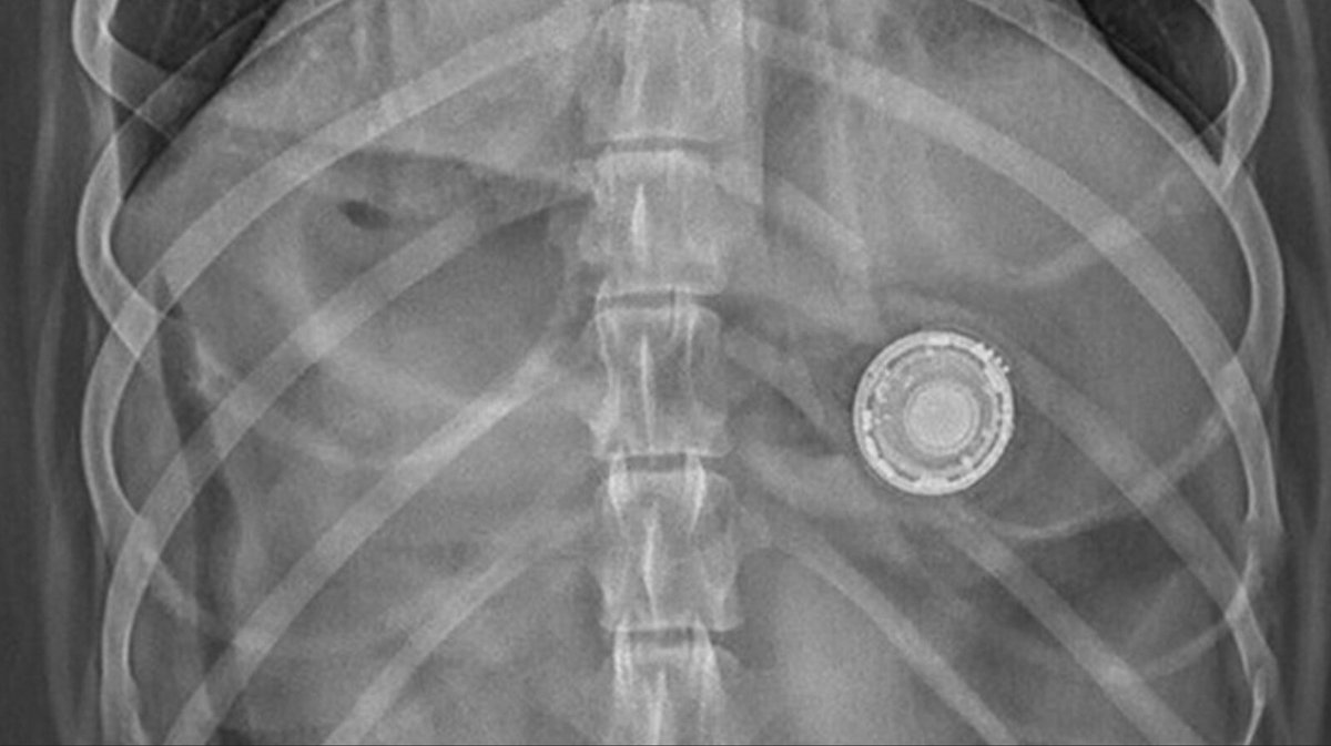 gzbox's tweet photo. RT @AppleNews@mastodon.uno
Vi segnalo la strana storia del cane che aveva ingoiato un #airtag Il padrone se n’è accorto perché il cane ha iniziato a suonare.

Fortunatamente ora sta bene.

🔗 https://t.co/5G82pJ2Wti
https://t.co/6pl6GZ1uiP https://t.co/B3VLeQ5Y0T
