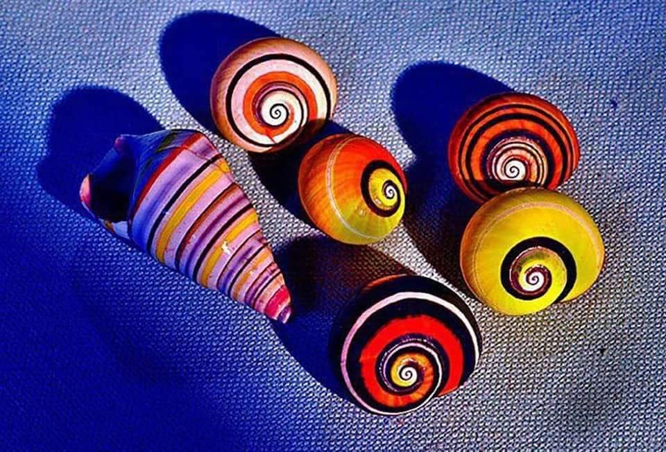 floresimosquera's tweet photo. #caracol arcoiris #polymitapicta, es endémico de #Cuba y está fuertemente ligado a la cultura local, inspirando obras de arte y leyendas populares.
la palabra #polymita significa #muchasrayas y #picta: pintada y/o colorida ... https://t.co/UT5xmykFYm