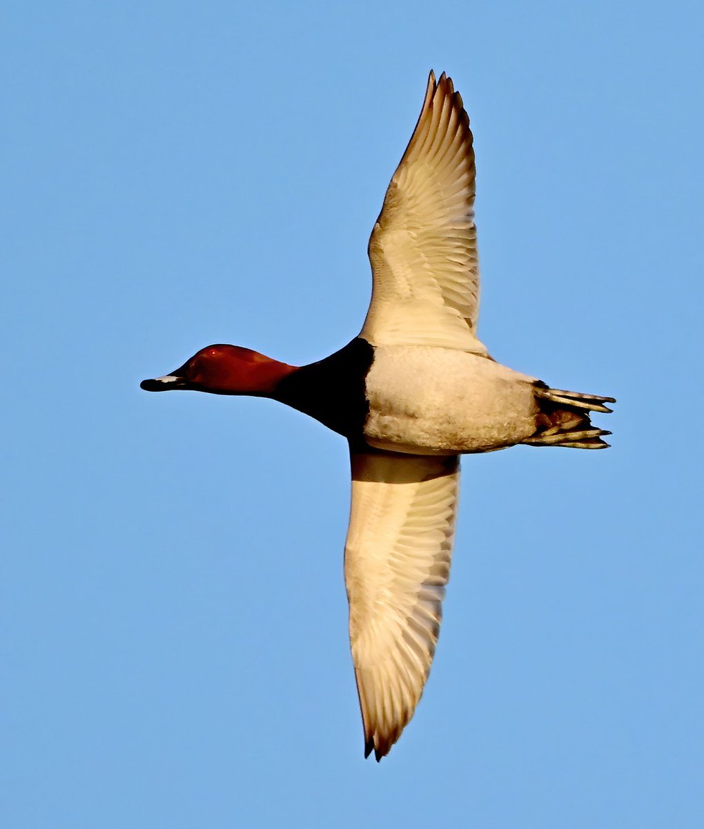CarlBovisNature's tweet image. Pochard in flight. 😀
 Taken recently at @RSPBHamWall in Somerset. 😊