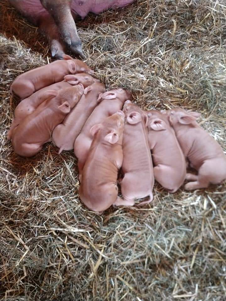 Airfemale14's tweet image. Line&apos;em Up! #BaconBits 😎😂