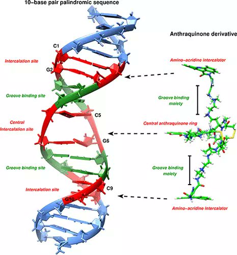 JCIM_JCTC's tweet photo. Targeting the Major Groove of the Palindromic d(GGCGCC)2 Sequence by #Oligopeptide Derivatives of Anthraquinone Intercalators #drugdesign
https://t.co/6G83wPW3hv
@ElhageKrystel @jppiquem
#vol62 #issue24 #JCIM #compchem https://t.co/aGHgphT2Sm