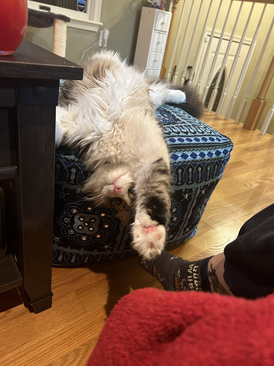 hi friends my little cat is pretty sick and we’re looking at some significant vet bills. to try and offset the cost i’m running a 20% off sale in my shop. retweets are very appreciated 🥺

peachieweaves.etsy.com