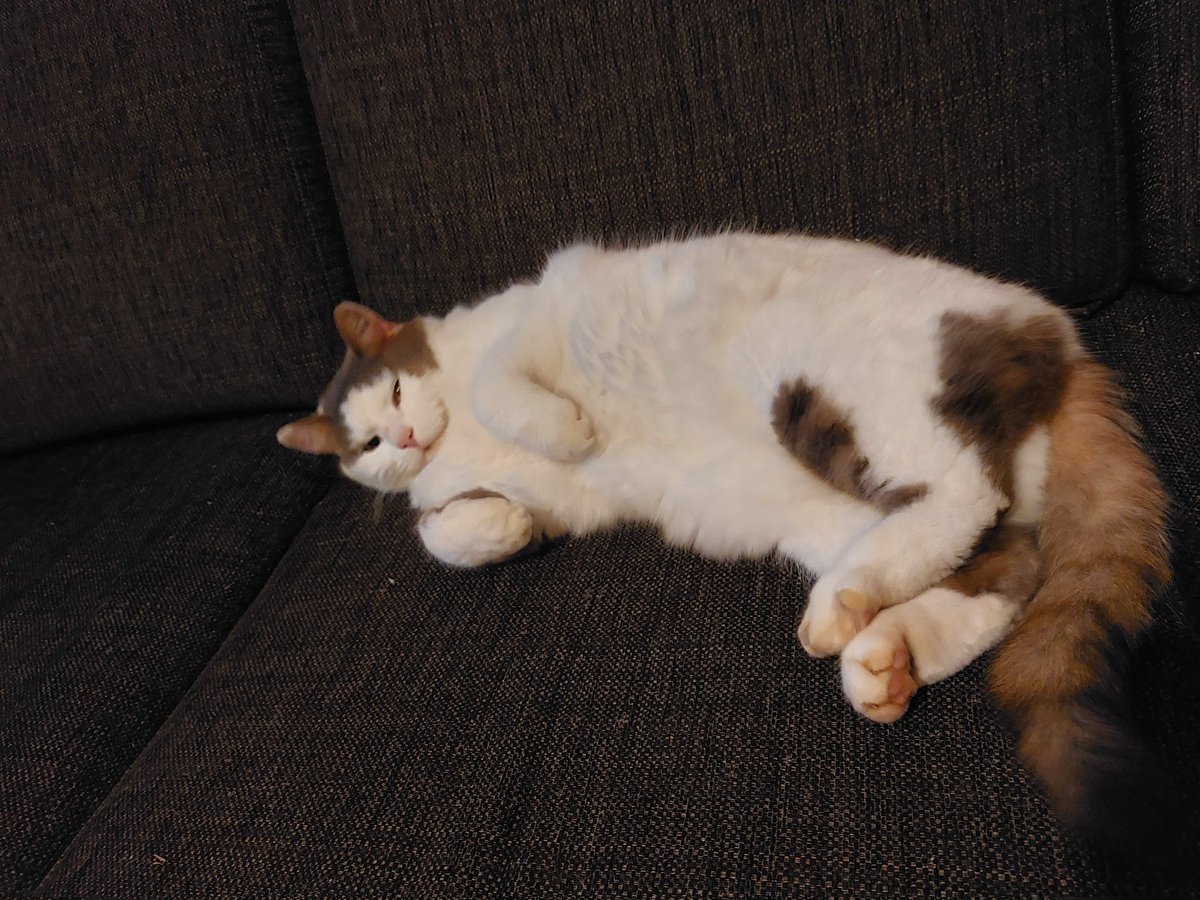KaiaAardal's tweet photo. Put your feet up baby, it's caturday! #caturday #CatsOfTwitter #rabbitcat #squirrelcat https://t.co/eRF54mgi7h