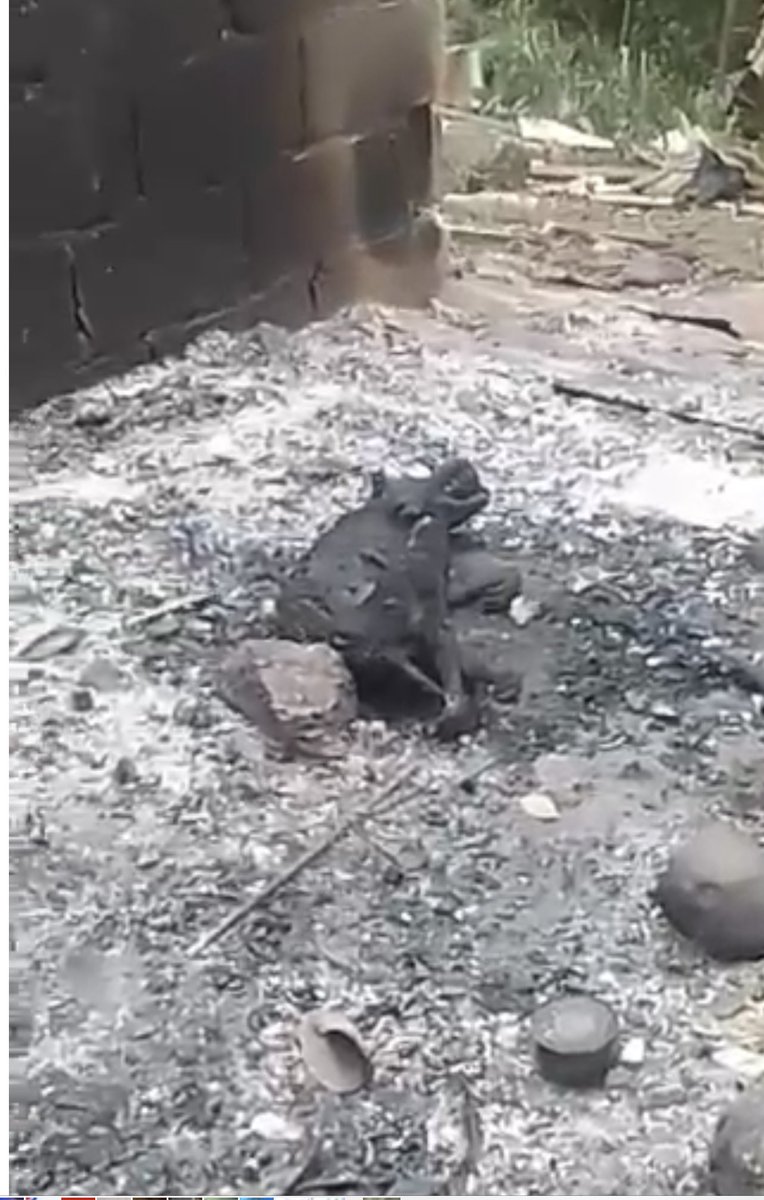 daniela70300023's tweet photo. Hacemos un llamado a las autoridades dominicanas protectoras de animales para que les hagan justicia a estos dos perritos que fueron quemados vivos por un grupo de haitianos después de una riña con una joven dominicana asi quedaron los 🐕 y la casa.😭😭😭🙏🙏🇩🇴 https://t.co/oyS4xQkP4E