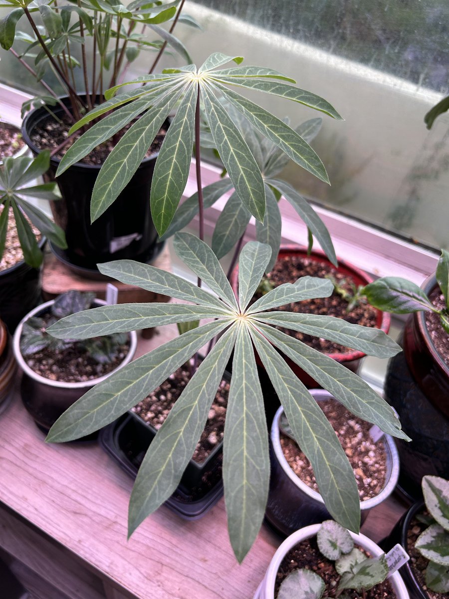  On Twitter RT AxelLycan Lupin Foliage Is Just The Cutest 