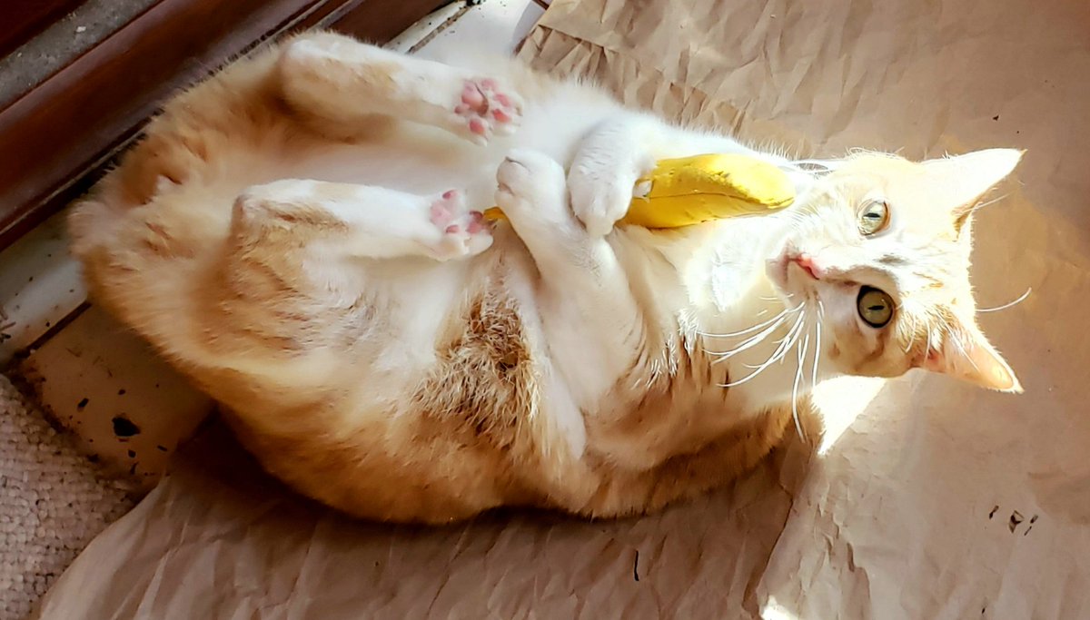 LuciaSiochi's tweet photo. Happy #Caturday ! Bobbie is enjoying her catnip banana toy! https://t.co/TkYnz10bhz