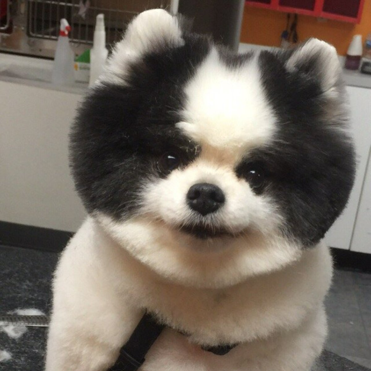 ACutAboveNY's tweet photo. Every furry friend needs grooming from time to time, and our team is ready to help with yours! Give us a cal to schedule your appointment: (212) 877-7778. https://t.co/jdgZFtaLtv