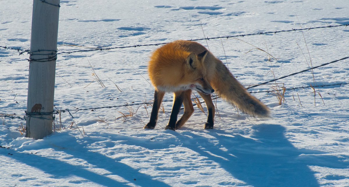 birddnerd's tweet image. What does the fox say?