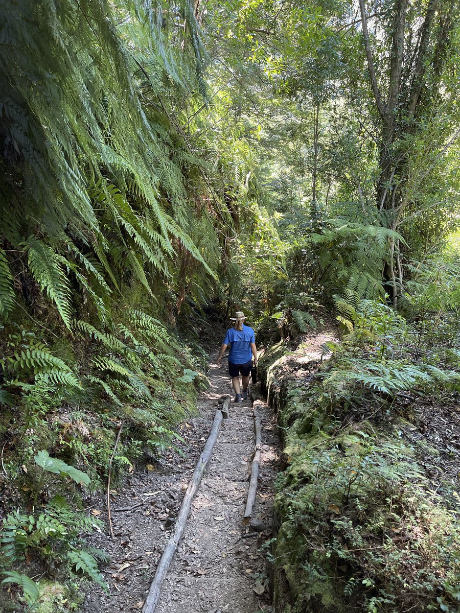 Another day. Another hike in Parque Pumalin 😊 Love the plant diversity and uniqueness (Neil is in plant geek heaven 😂)