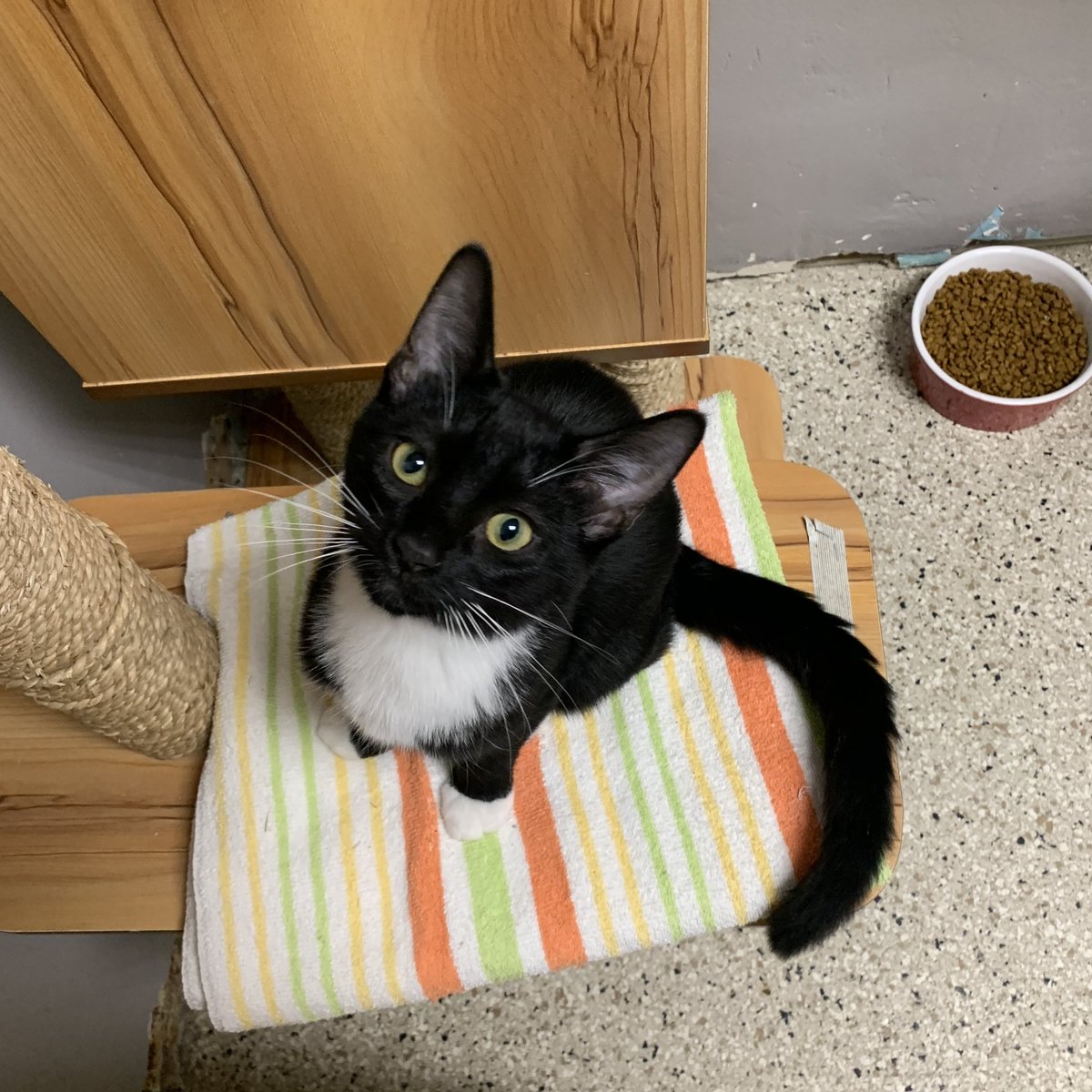 langefoundation's tweet photo. Toffee is a fun little kitten about 4.5 months old who is very curious and playful. He loves other kittens especially his brother Snickerdoodle 🍪 https://t.co/cJl5cl9D1r