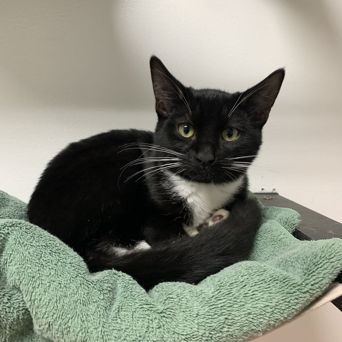 langefoundation's tweet photo. Toffee is a fun little kitten about 4.5 months old who is very curious and playful. He loves other kittens especially his brother Snickerdoodle 🍪 https://t.co/cJl5cl9D1r