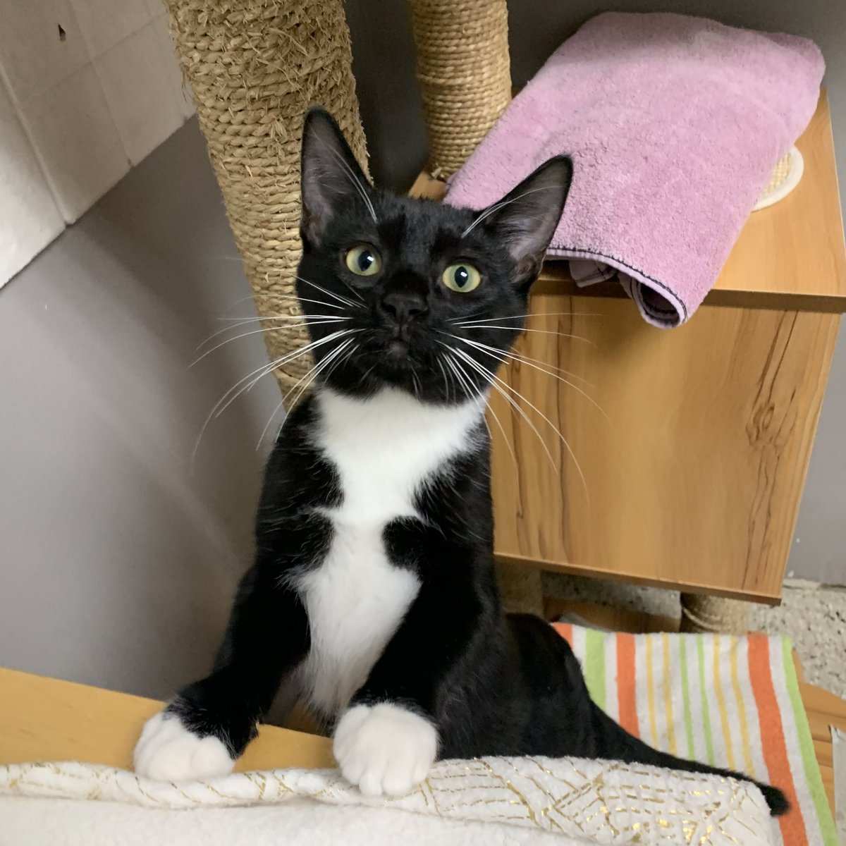 langefoundation's tweet photo. Toffee is a fun little kitten about 4.5 months old who is very curious and playful. He loves other kittens especially his brother Snickerdoodle 🍪 https://t.co/cJl5cl9D1r
