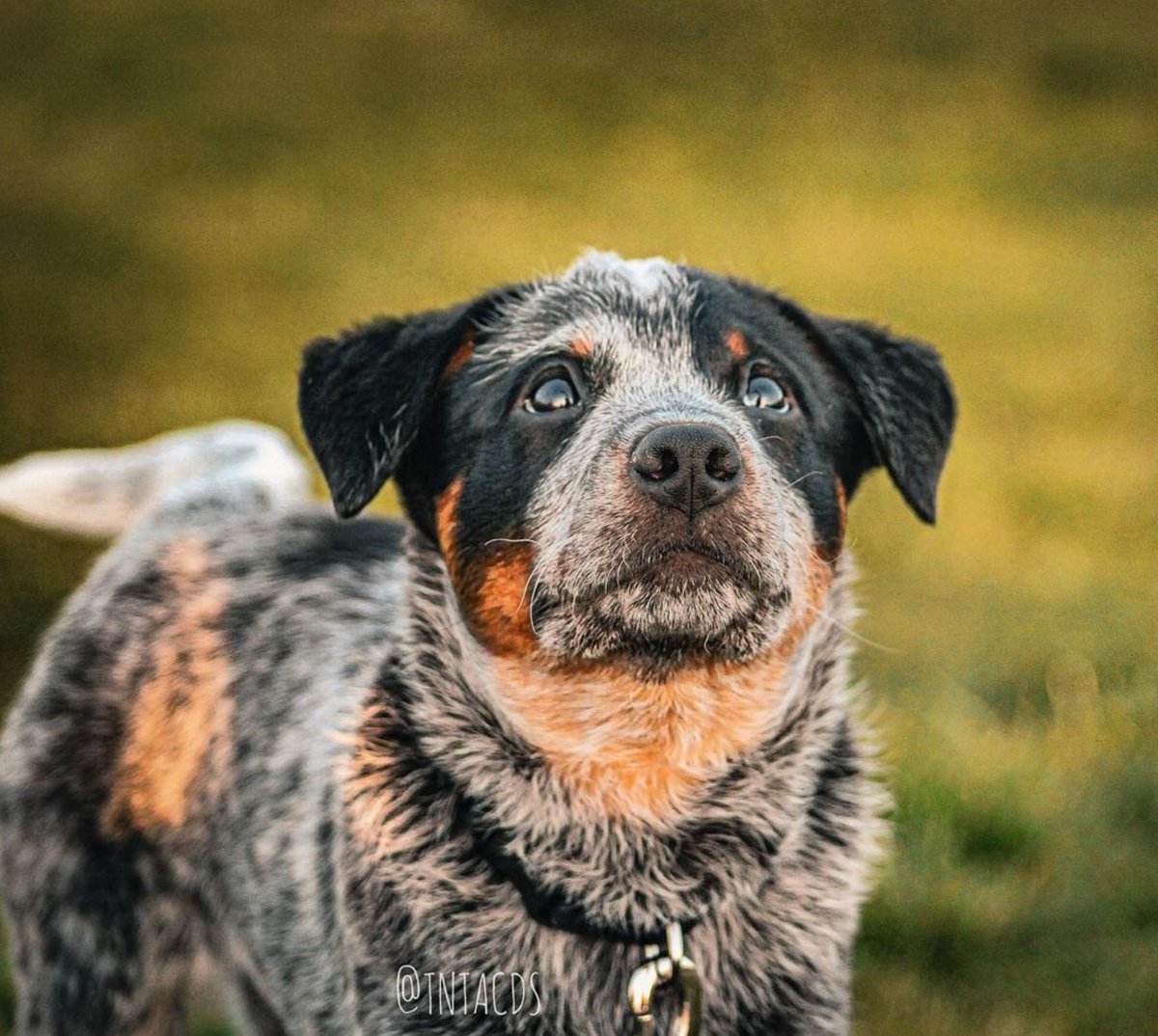 heelersbot tweet media