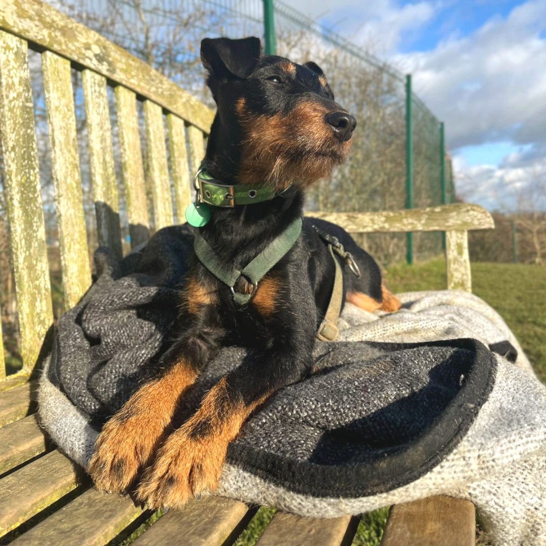 Yoko loves to bask in the sunshine after a walk 🌞

#foreverhome #cotsdogscats #rescuedog #dogs #dogsoftwitter #rescuedogsoftwitter #rescuebestbreed #adoptdontshop #adoptable  #jagdterrier