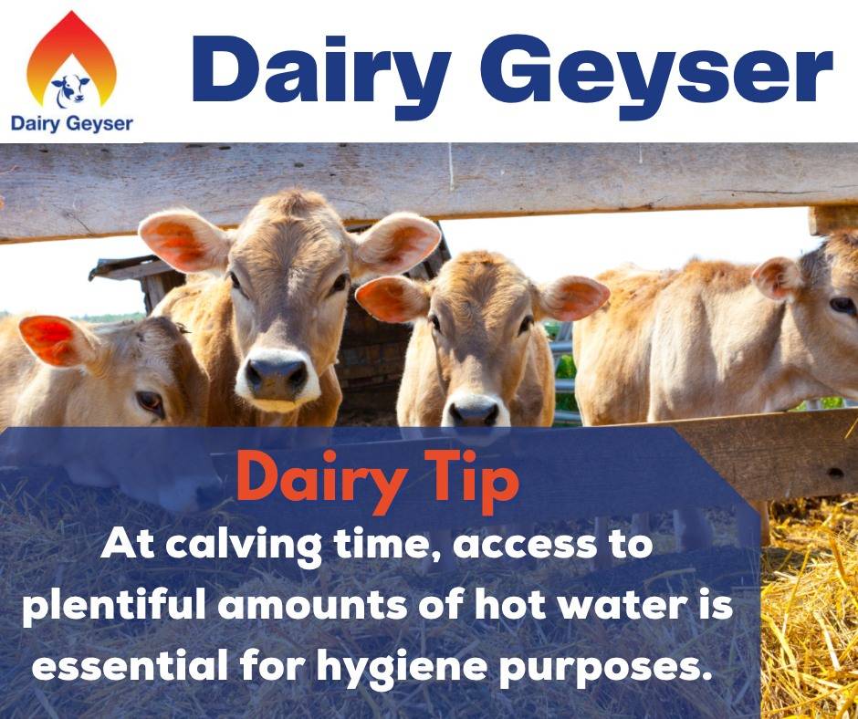 Farming Tip for the week..
To know more about Dairy Geyser, call us @0872362397
Visit us: dairygeyser.ie
#dairyfarm #farmers #farming #farmingtip #agrilife #irishagrilife #farmersinireland #farm #agriculture #farmlife