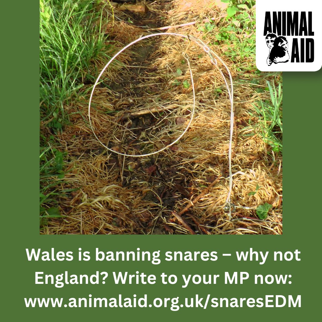 Animal Aid tweet media