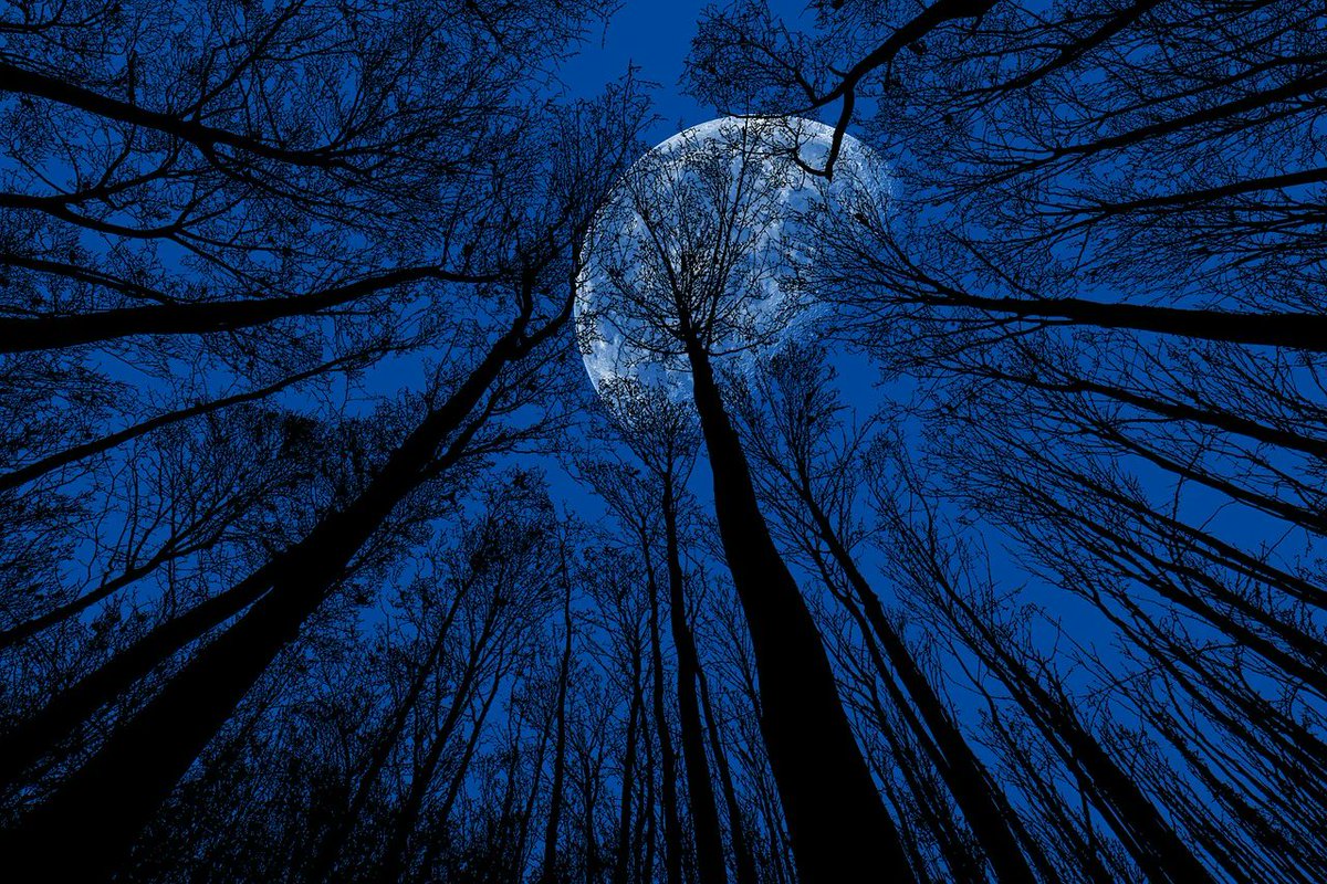 sweetstickyrain's tweet photo. #SnowMoon
https://t.co/olWiWmdyg9
#IceMoon
#BuddingMoon
#FullMoon
Moon of the Raccoon https://t.co/RhX8wL5S60