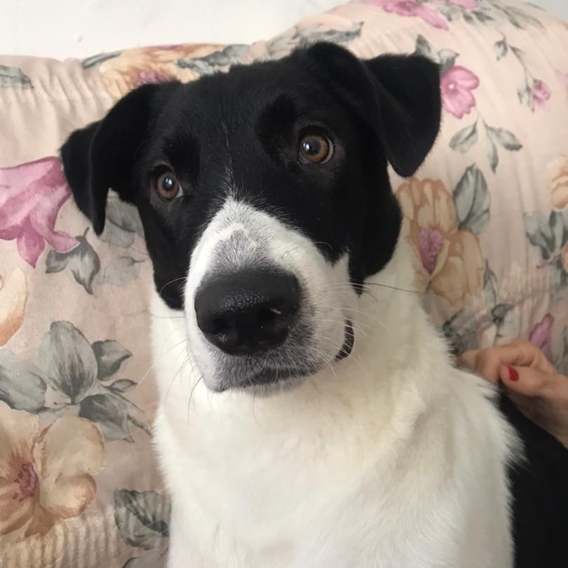 Este hermoso se llama OSO lleva 5 días extraviado sus dueños lo están buscando, se perdió por el retiro de San José del Ávila, cotiza, ccs 04123744945. Por favor avisar si lo ven me ayudan a difundir? Gracias 🙏🏼