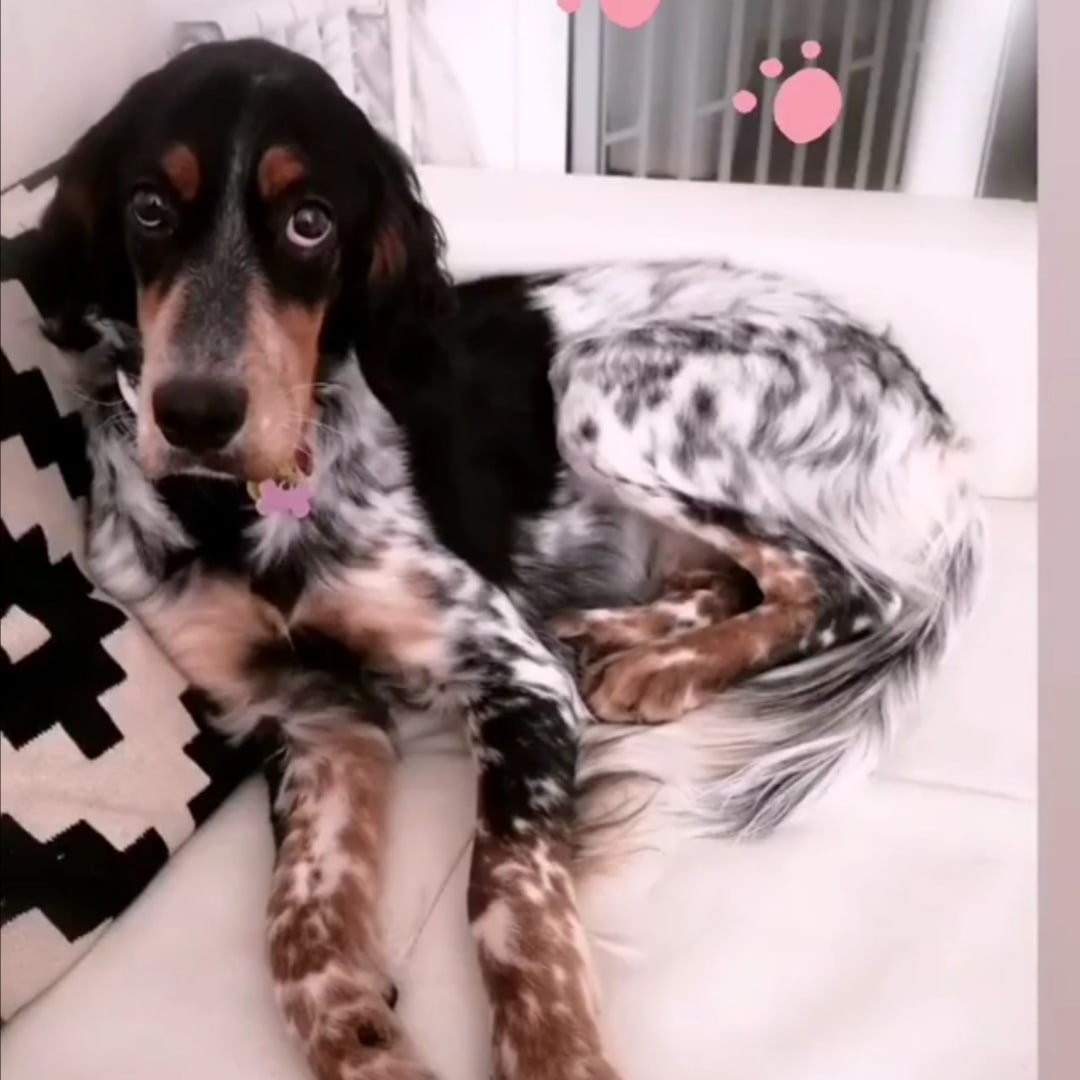 yasmii_7's tweet photo. Trata bien a un perro y él te tratará bien. Te hará compañía, será tu amigo y nunca te cuestionará.
#instanimals #amorperruno #Setteringles #tricolorsetter #cutedogs #setterlive #doglover #setteroftheday #photography #perrofeliz #cuatropatas #petlover #setterpuppy #setterlove https://t.co/dpLLLT4k9v