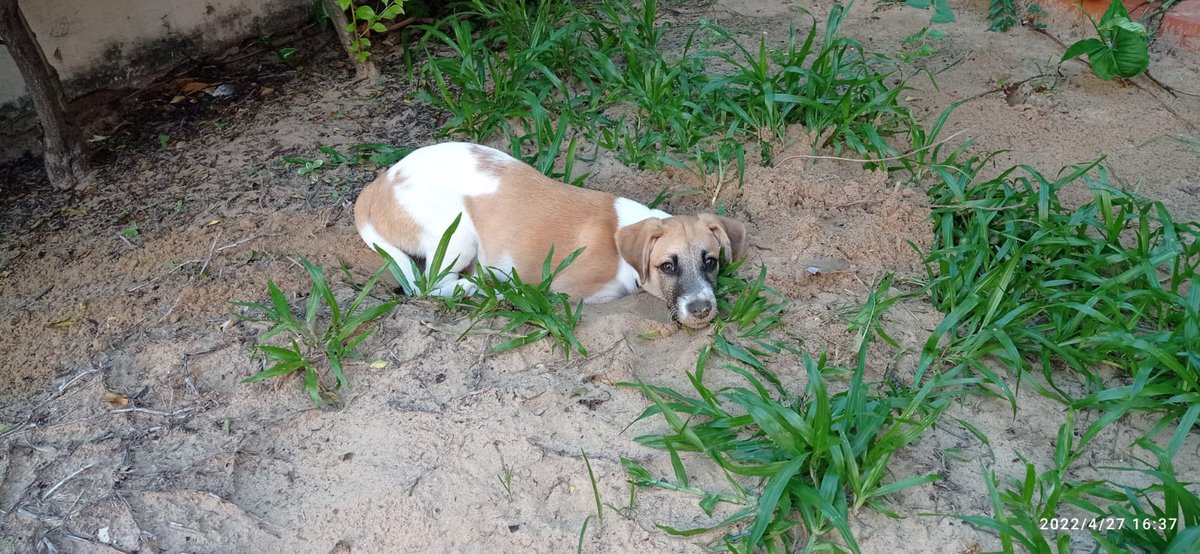 paulaleong09's tweet photo. Hola! Les agradecería la difusión, en un descuido se le escapó a mi padrastro su compañerito 💔
Se llama Rocky, sería en Zona Club Sajonia (Trejo y Sanabria c/Cnel Lirio) sería su calle 
0981196924 es su número
Si lo ven, retengalo porfa! Rt 🙏
@koalandeMichi @perdidospy https://t.co/YHuRsm3mHc