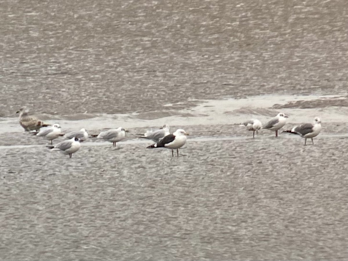 daveliverbirder's tweet photo. Also had this interesting small (= or < Common Gull), long winged, almost black mantled LBbG this afternoon #patchbirding. I’m assuming it’s just at the very extreme end of #intermedius? Not the best pic but comments welcome #gulling Annoyingly distant!! https://t.co/hrJ4kuq3sC