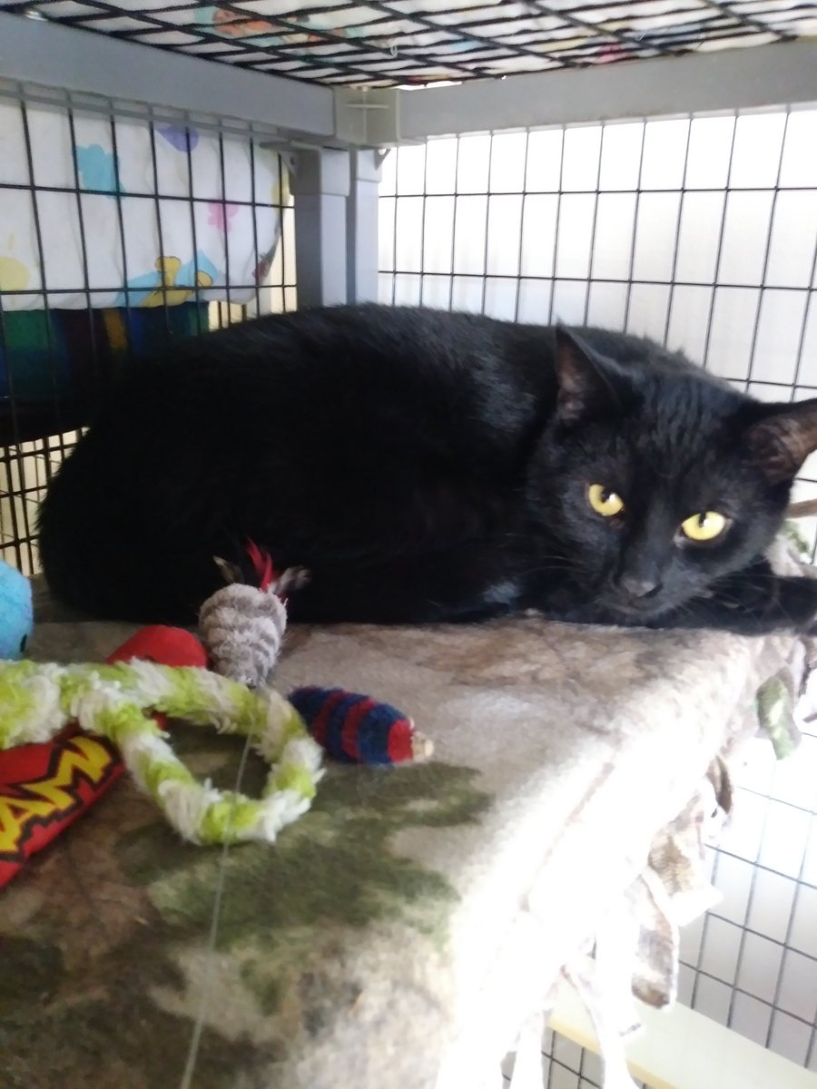 Here is Roy, a sweet kitty looking for his new home at <a href="/CatTalesInc/">Cat Tales Inc.</a> 
#catRdday
