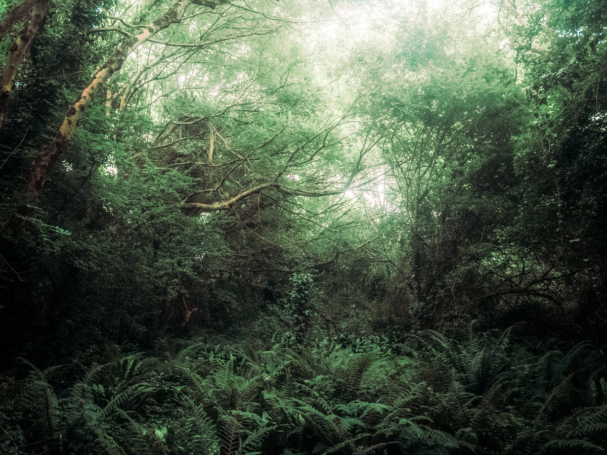 A Mystical Moodiness
