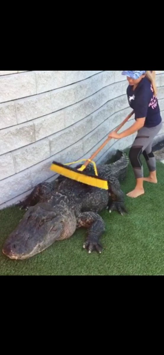 brug_dooblin's tweet photo. How do I get this job?? I want to be a gator sweeper https://t.co/a3XyBgbHJH